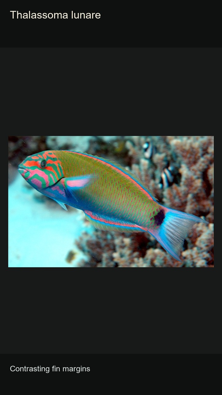 10 Wrasses: Colours and Patterns — 2:3