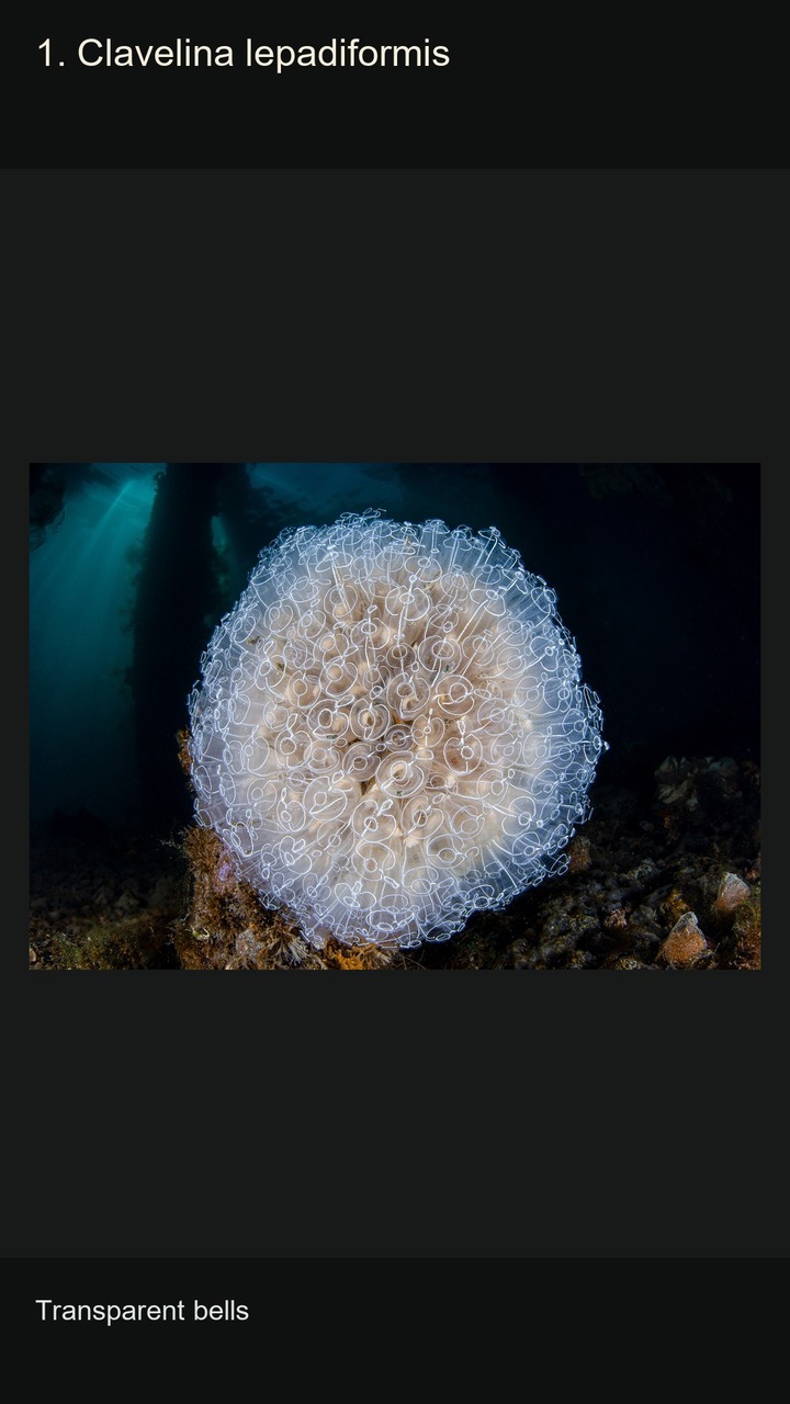 10 Sea Squirts: Shapes and Colours — 2:3