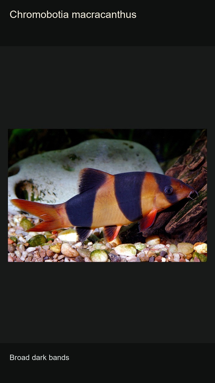 10 Loaches: Patterns and Body Shapes — 2:3