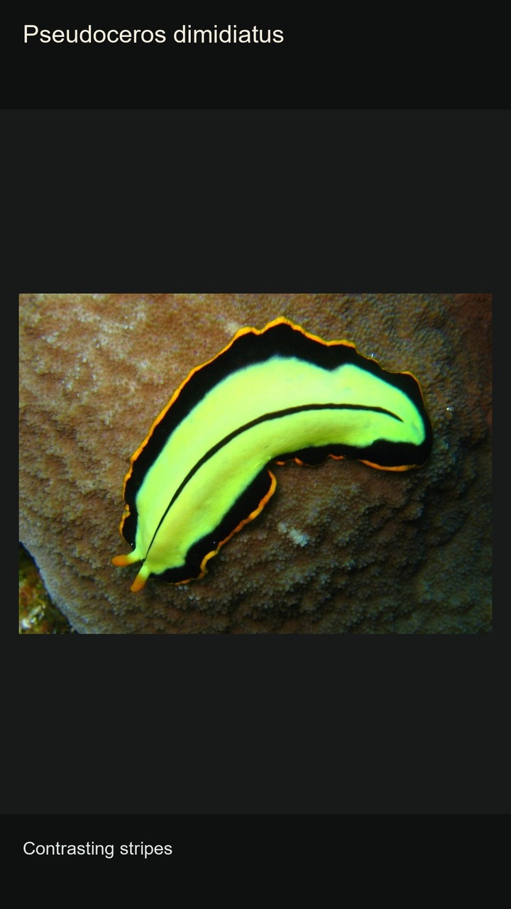 10 Marine Flatworms: Colours and Patterns — 2:3