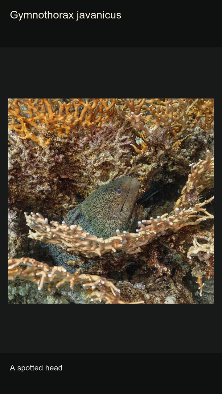 10 Moray Eels: Patterns and Profiles — 2:3