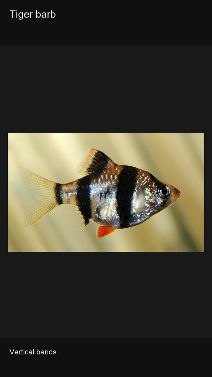 10 Barbs: Stripes and Silhouettes — 2:3
