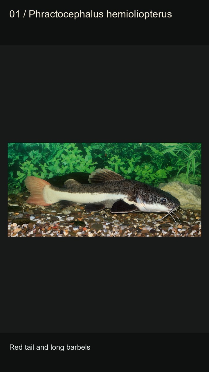 10 Catfish: Patterns and Barbels — 2:3