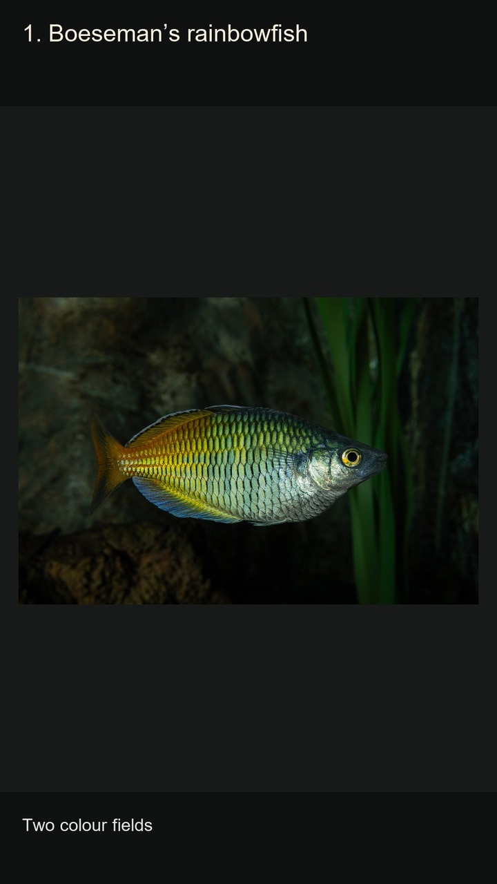 10 Rainbowfish: Colours and Patterns — 2:3