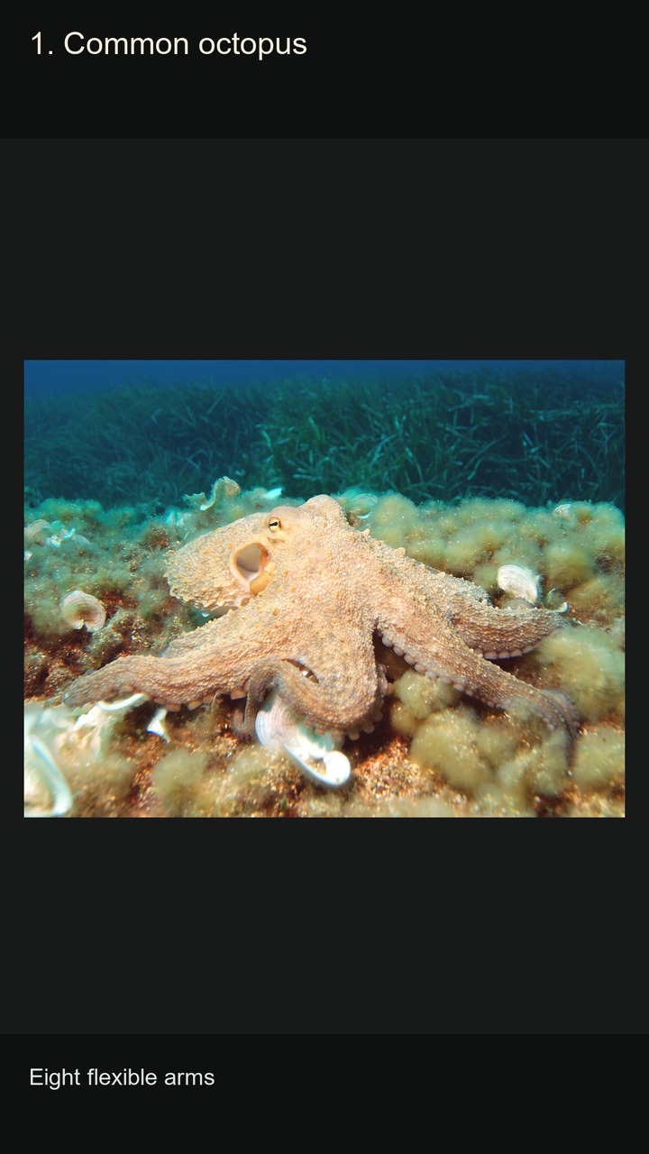 10 Cephalopods: Shapes and Camouflage — 2:3