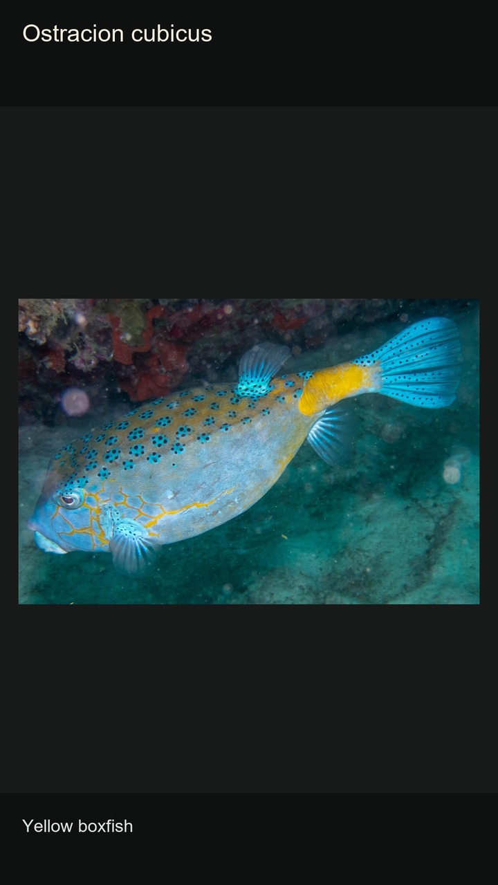 10 Boxfishes: Shapes and Patterns — 2:3