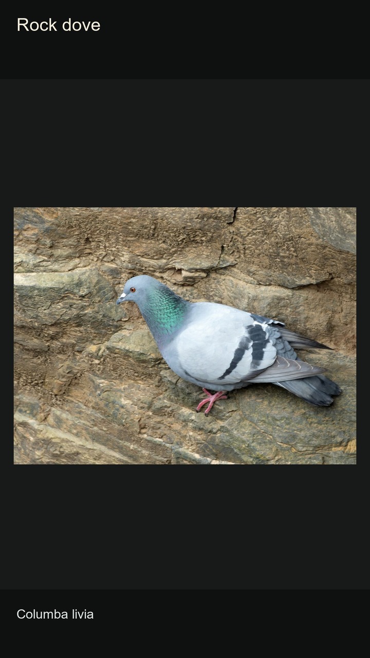 10 Pigeons: Plumage and Silhouettes — 2:3