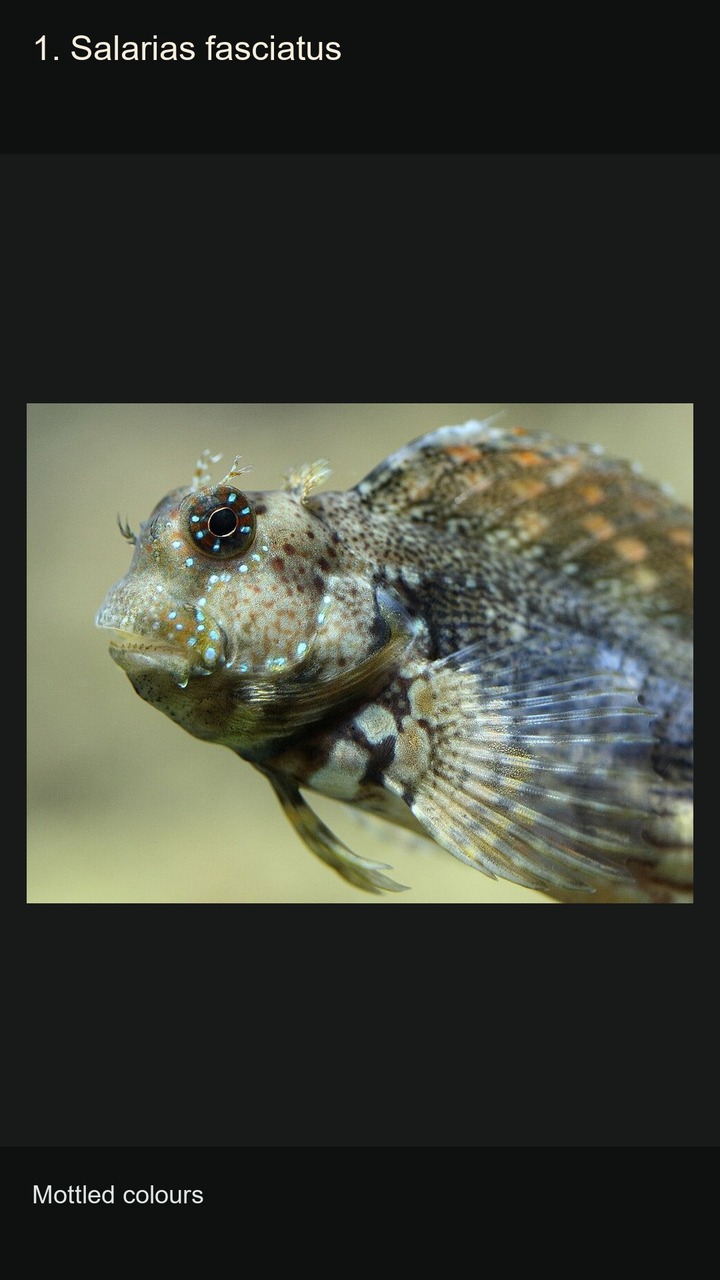 10 Blennies: Patterns and Profiles — 2:3