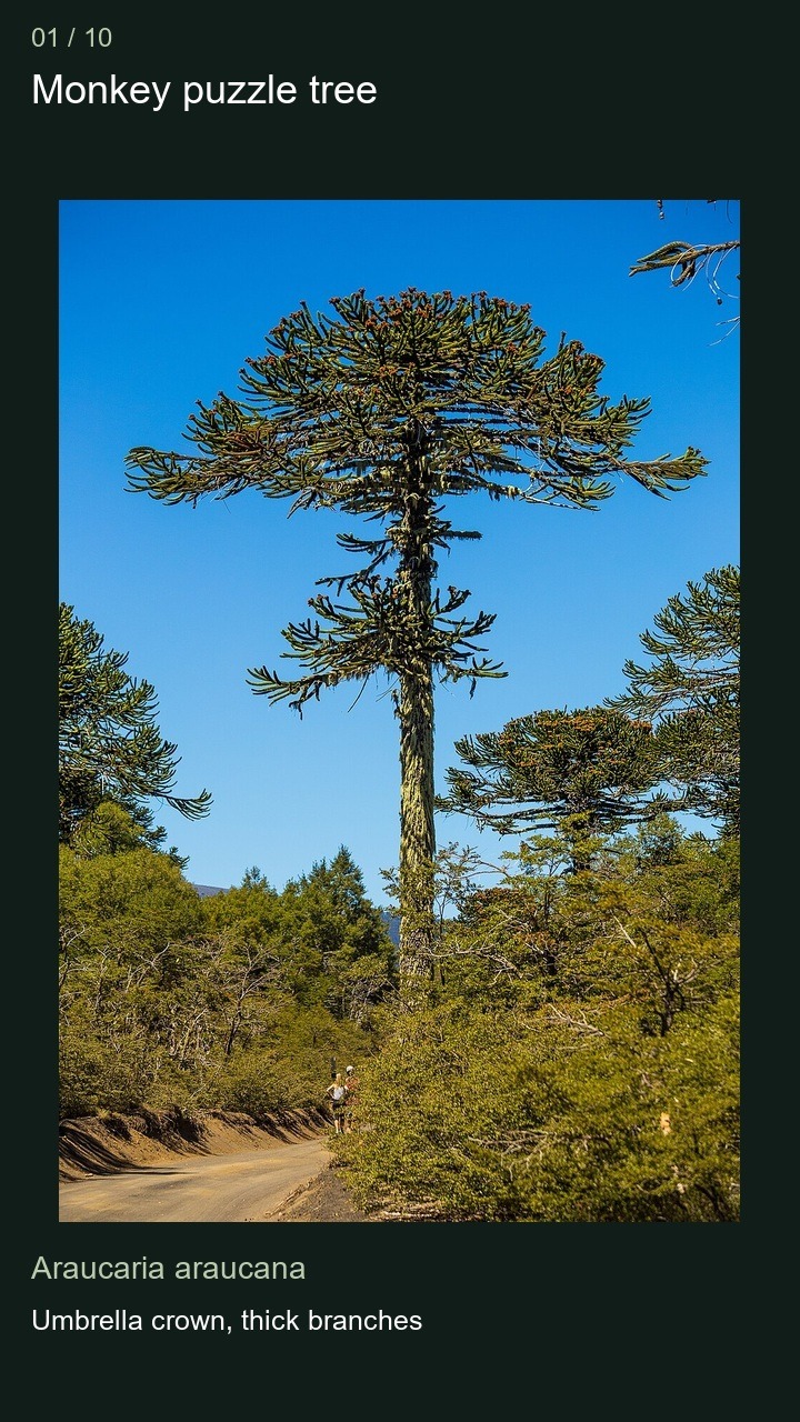 10 Conifers: Distinctive Crowns — 2:3