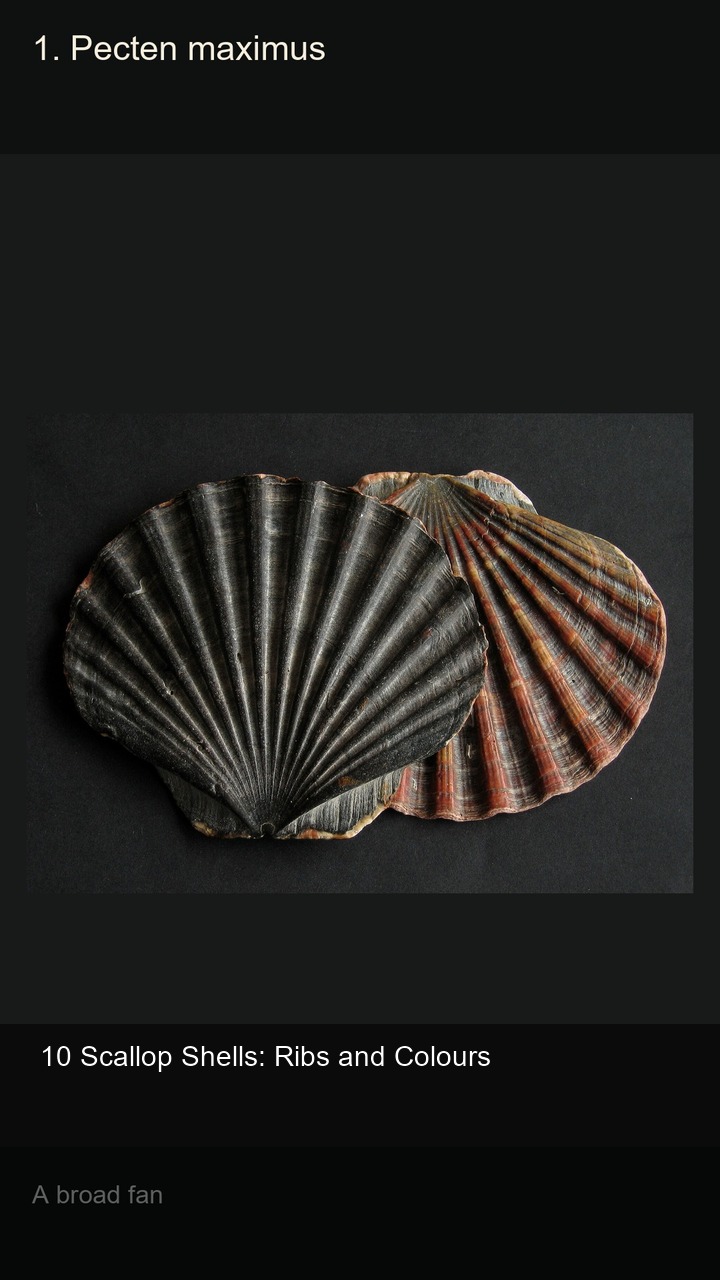 10 Scallop Shells: Ribs and Colours — 2:3