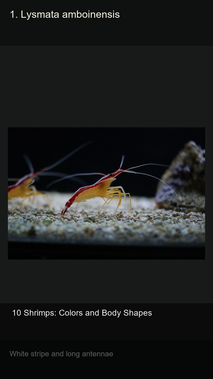 10 Shrimps: Colors and Body Shapes — 2:3