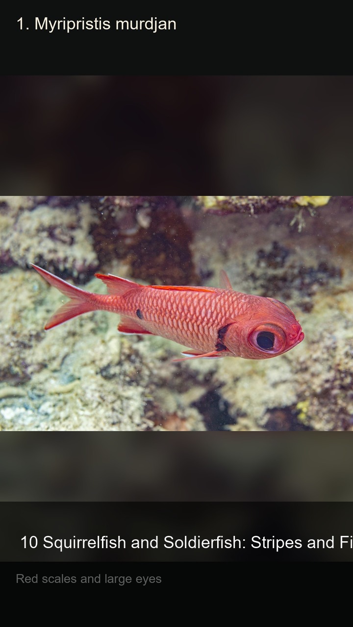 10 Squirrelfish and Soldierfish: Stripes and Fins — 2:3