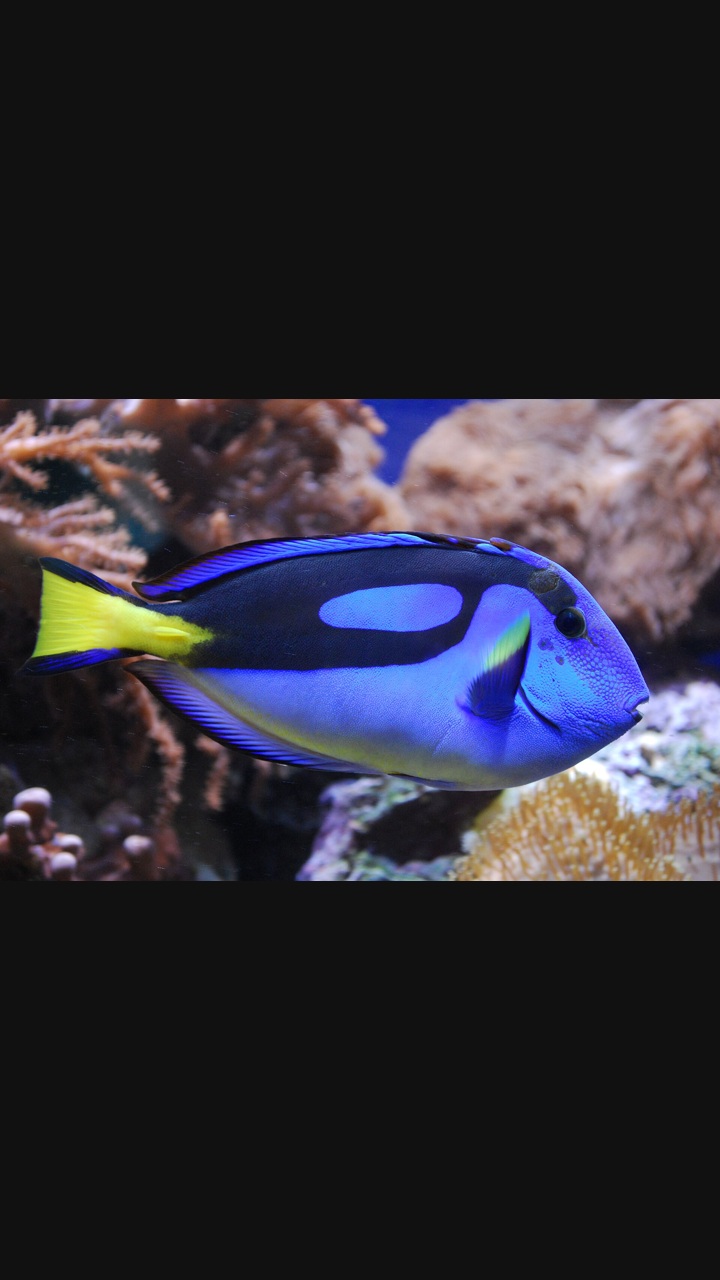 10 Surgeonfish: Colours and Patterns — 2:3