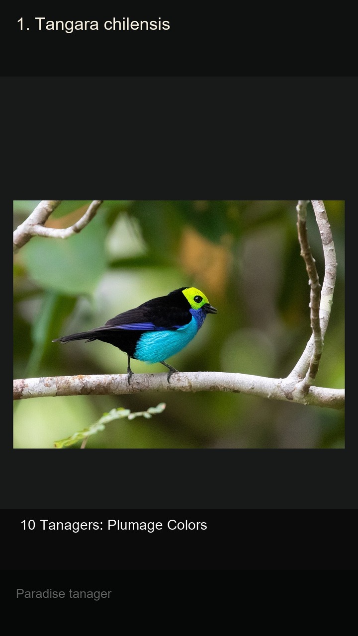 10 Tanagers: Plumage Colors — 2:3