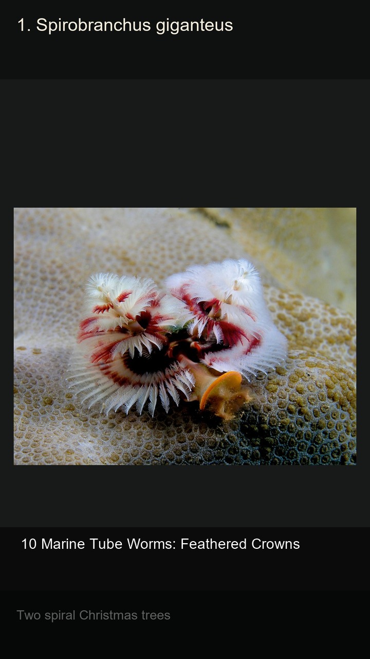 10 Marine Tube Worms: Feathered Crowns — 2:3