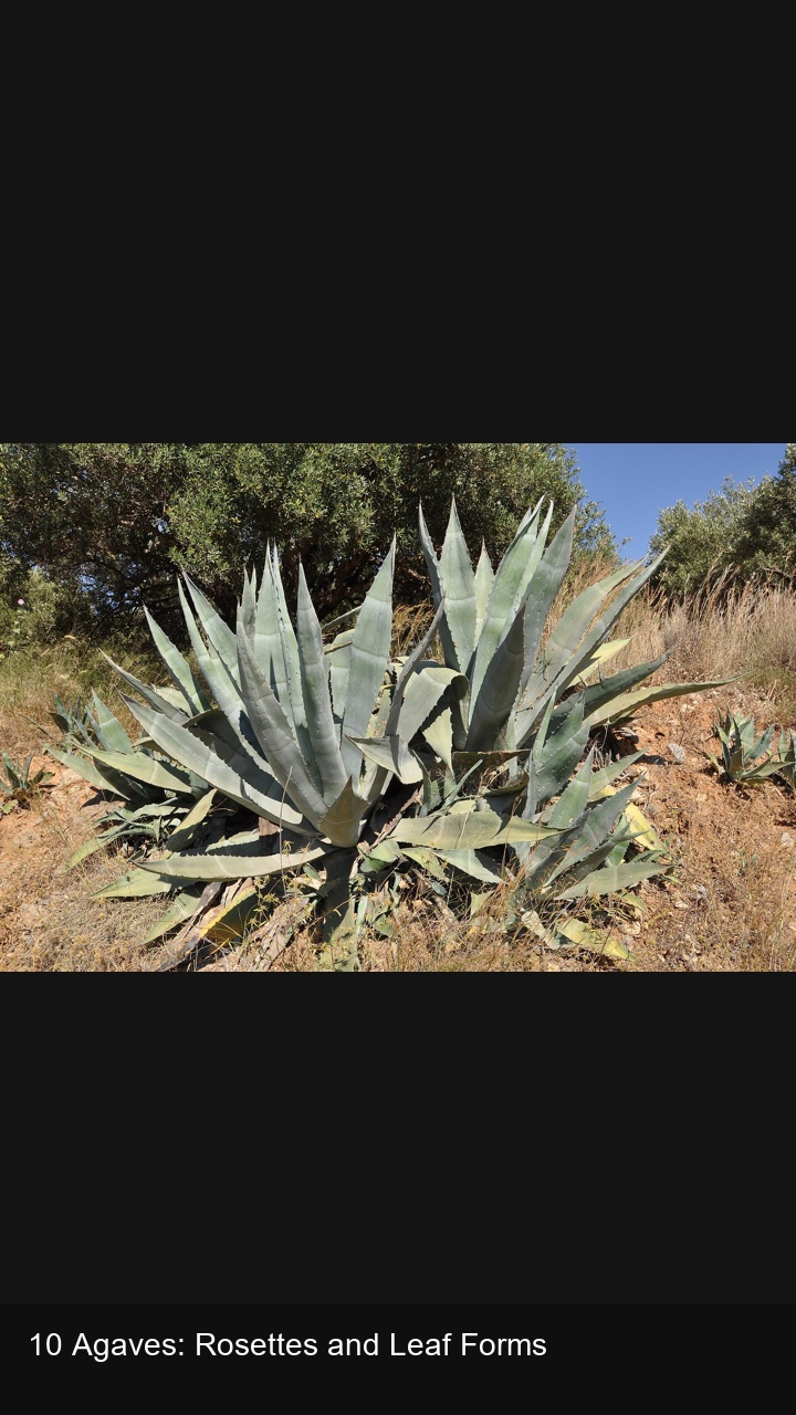 10 Agaves: Rosettes and Leaf Forms — 2:3