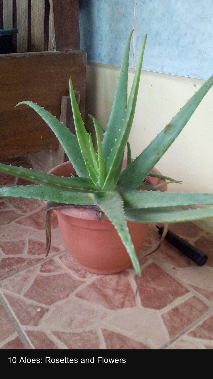 10 Aloes: Rosettes and Flowers — 2:3