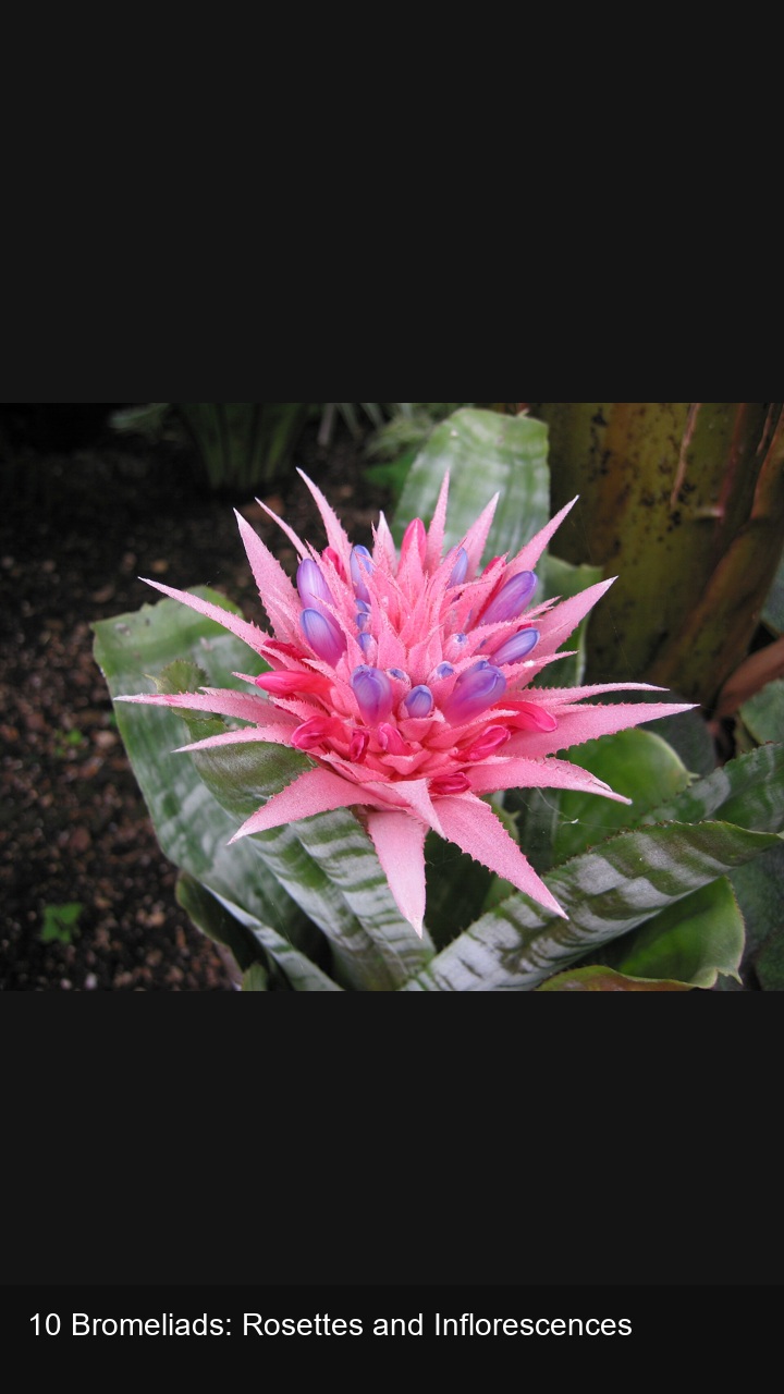 10 Bromeliads: Rosettes and Inflorescences — 2:3