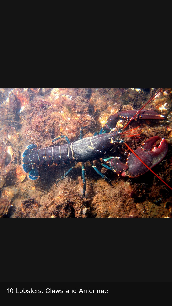10 Lobsters: Claws and Antennae — 2:3