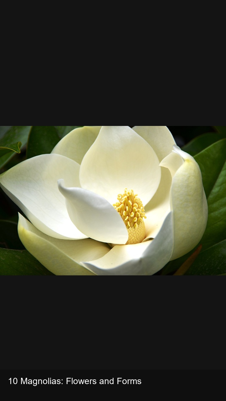 10 Magnolias: Flowers and Forms — 2:3