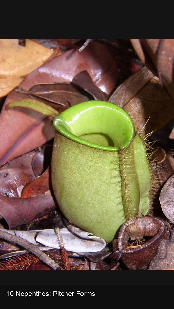 10 Nepenthes: Pitcher Forms — 2:3