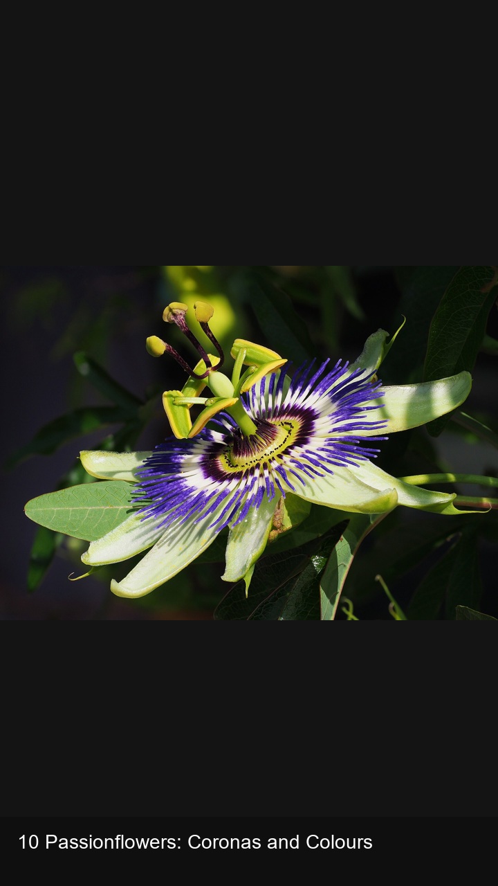 10 Passionflowers: Coronas and Colours — 2:3