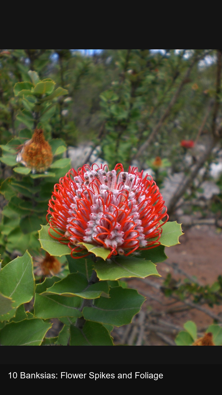 10 Banksias: Flower Spikes and Foliage — 2:3