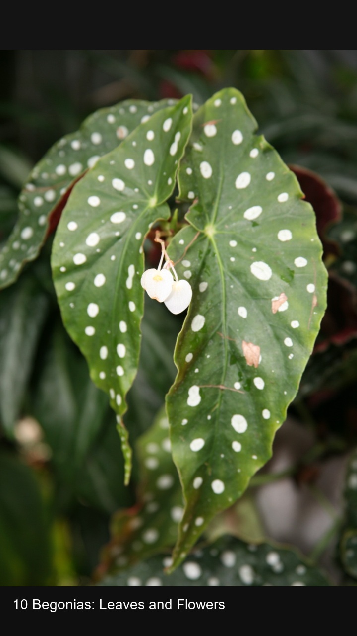 10 Begonias: Leaves and Flowers — 2:3