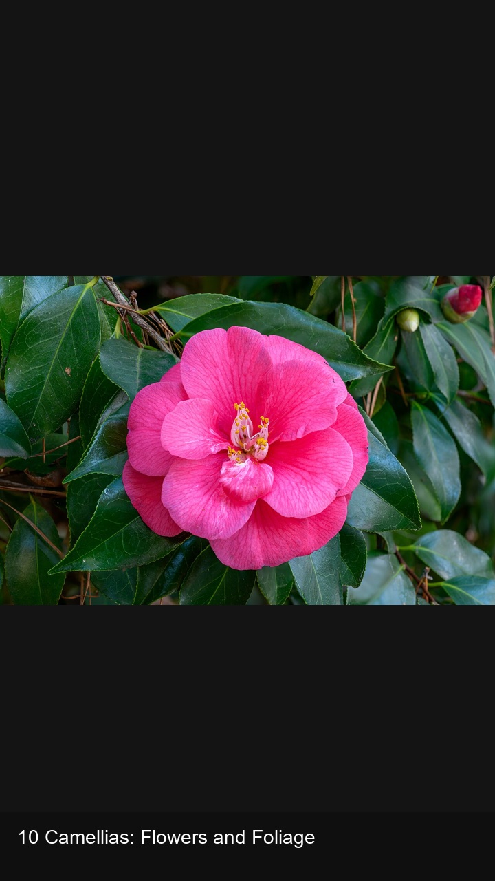 10 Camellias: Flowers and Foliage — 2:3