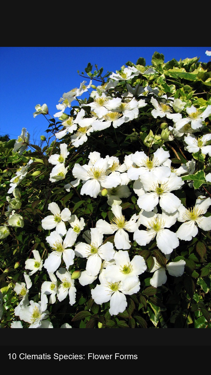 10 Clematis Species: Flower Forms — 2:3