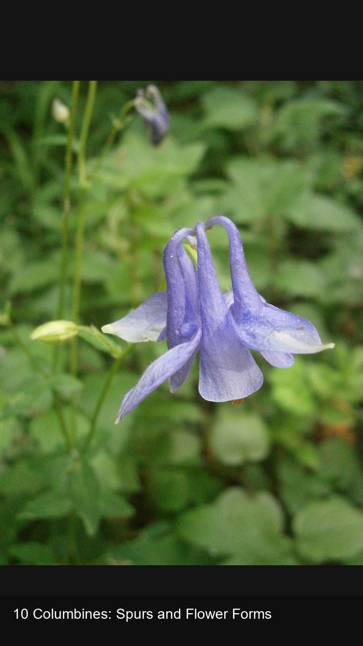 10 Columbines: Spurs and Flower Forms — 2:3