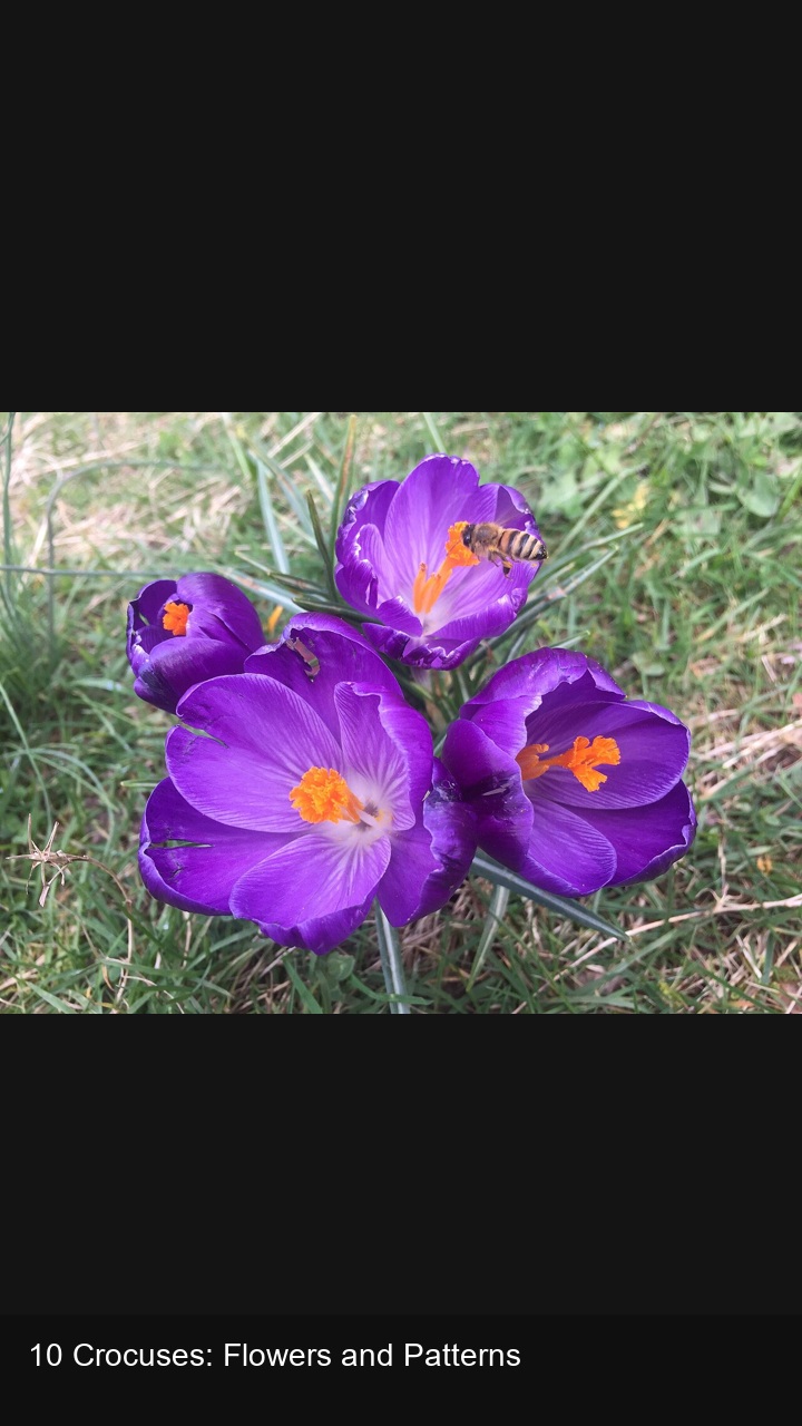 10 Crocuses: Flowers and Patterns — 2:3