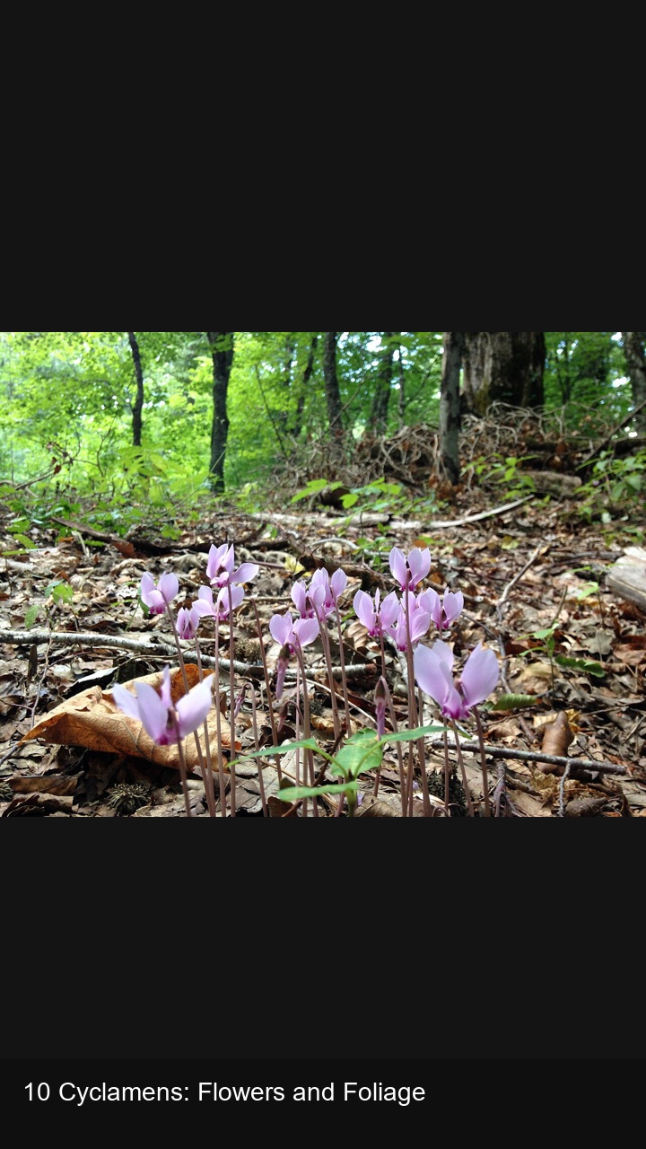 10 Cyclamens: Flowers and Foliage — 2:3