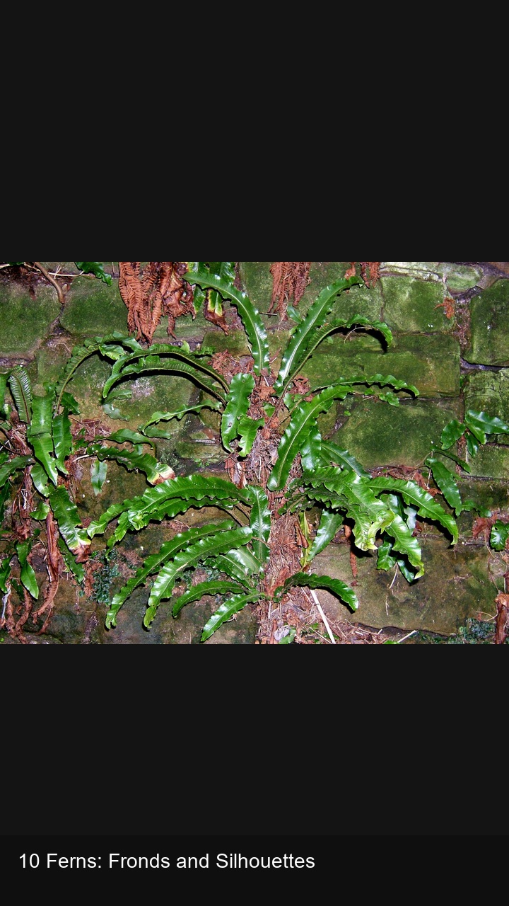 10 Ferns: Fronds and Silhouettes — 2:3