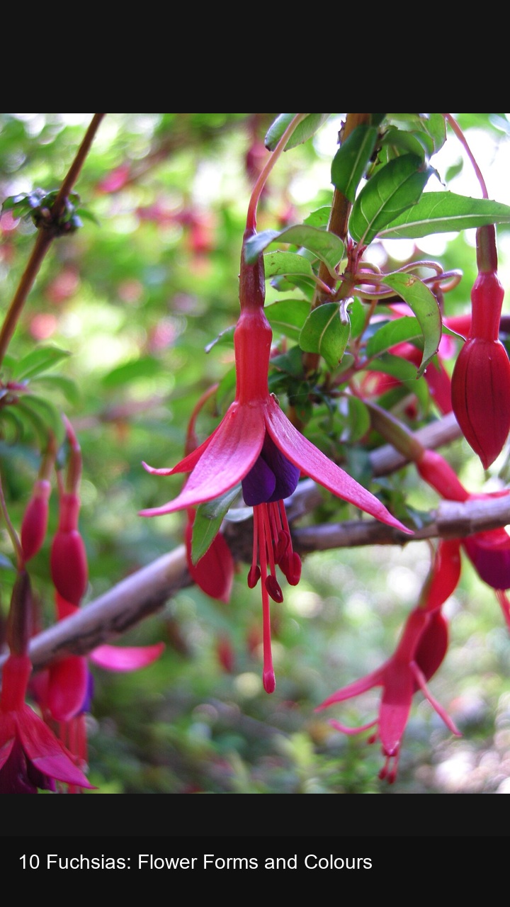 10 Fuchsias: Flower Forms and Colours — 2:3