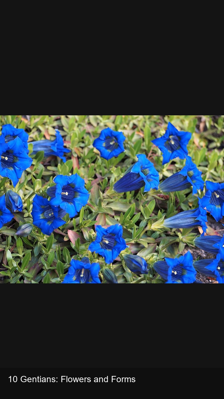 10 Gentians: Flowers and Forms — 2:3