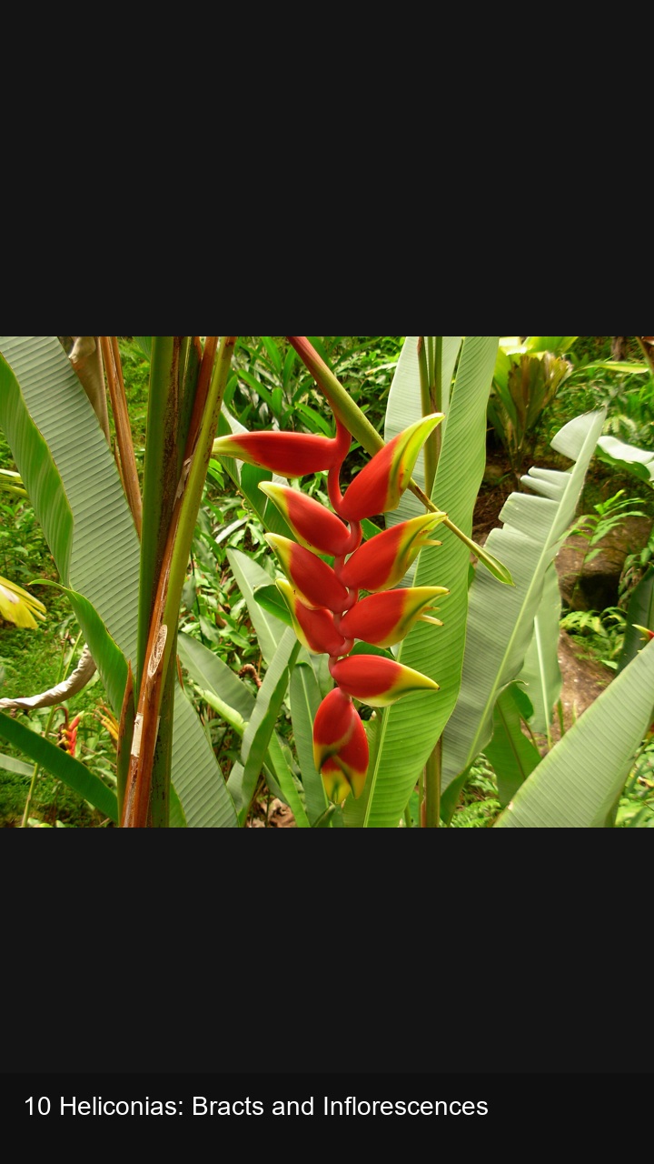 10 Heliconias: Bracts and Inflorescences — 2:3