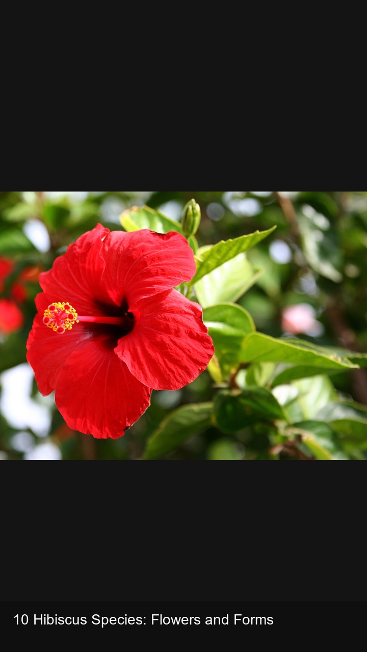 10 Hibiscus Species: Flowers and Forms — 2:3
