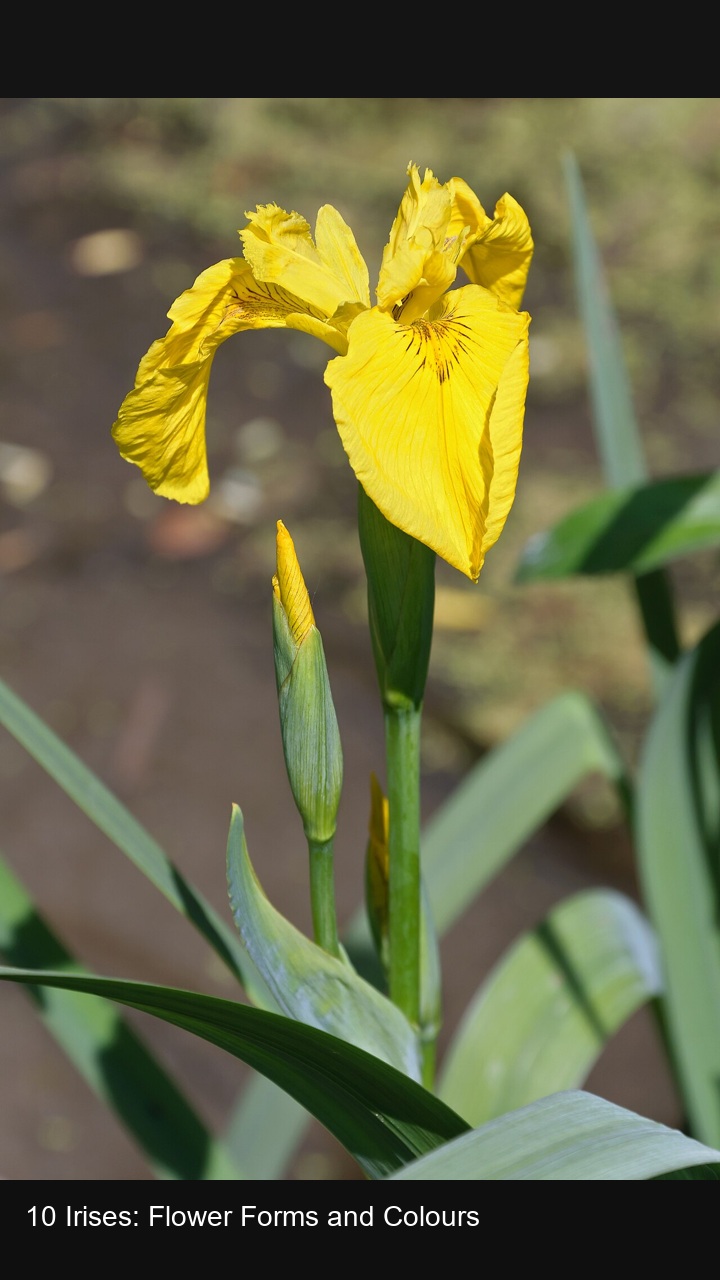 10 Irises: Flower Forms and Colours — 2:3