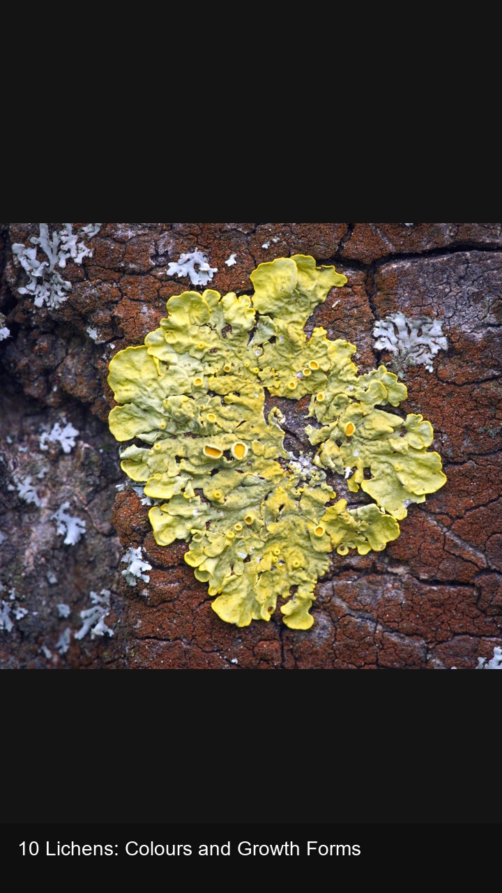 10 Lichens: Colours and Growth Forms — 2:3