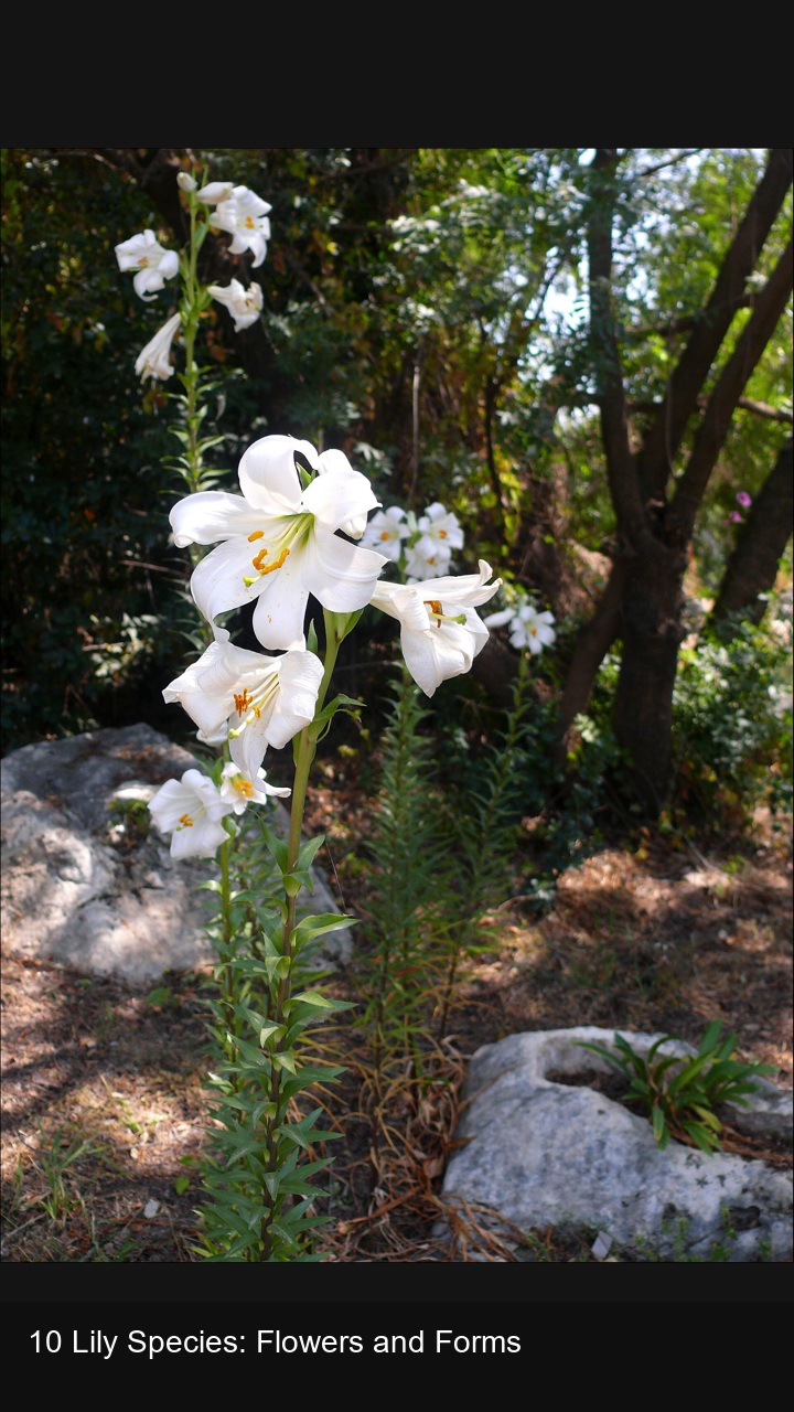 10 Lily Species: Flowers and Forms — 2:3