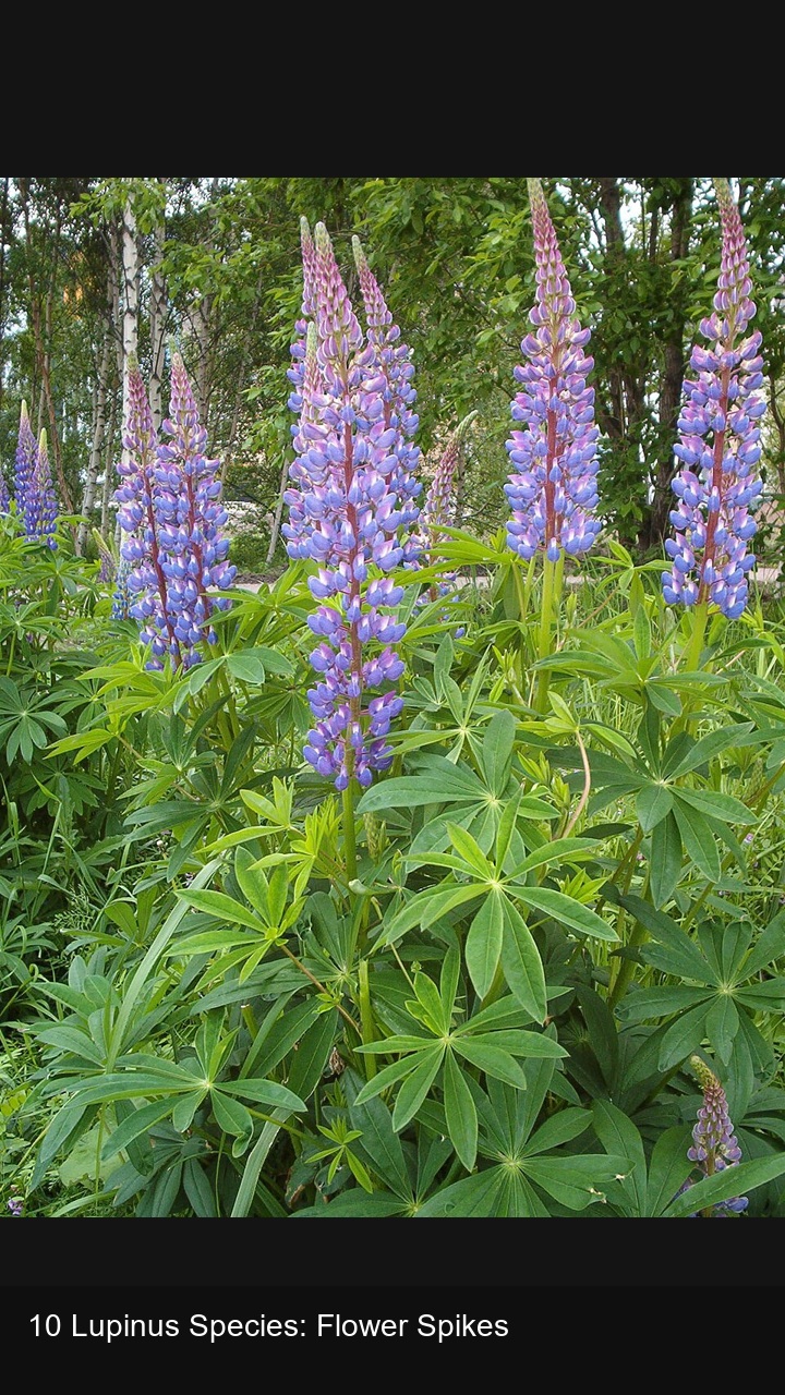 10 Lupinus Species: Flower Spikes — 2:3