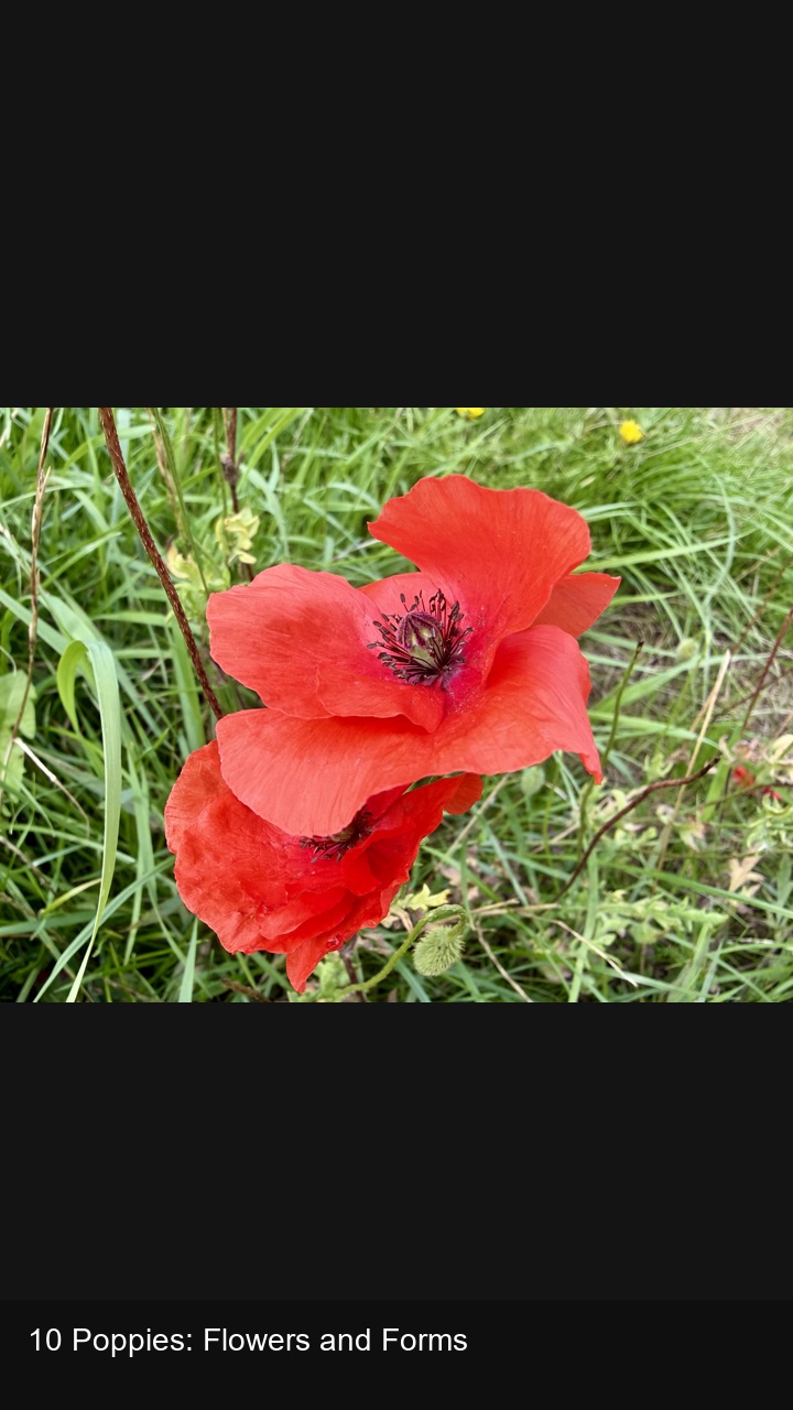 10 Poppies: Flowers and Forms — 2:3