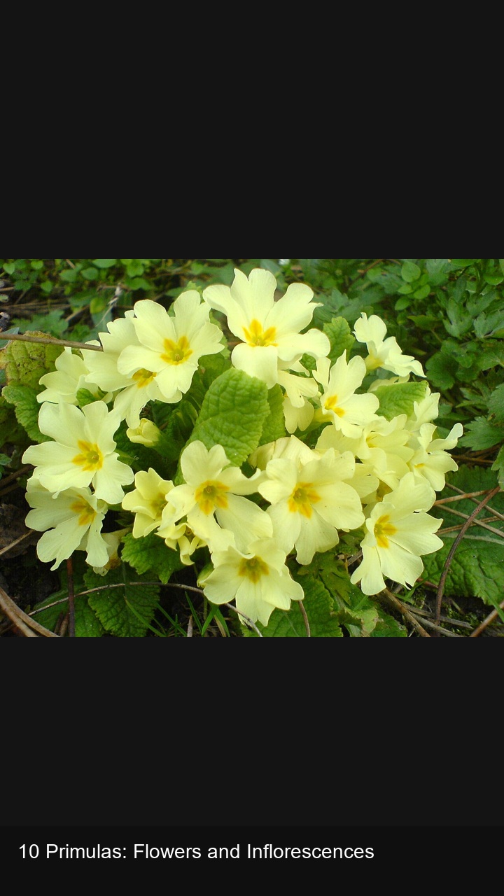 10 Primulas: Flowers and Inflorescences — 2:3
