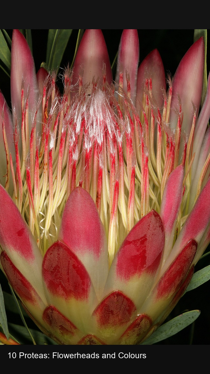 10 Proteas: Flowerheads and Colours — 2:3