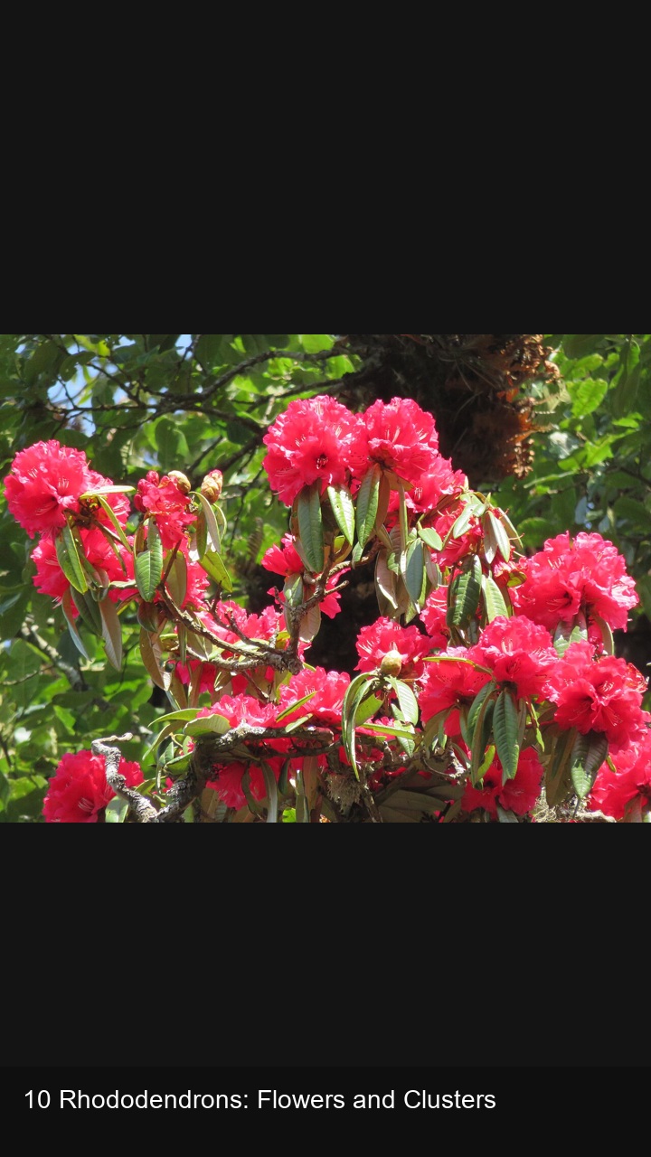 10 Rhododendrons: Flowers and Clusters — 2:3