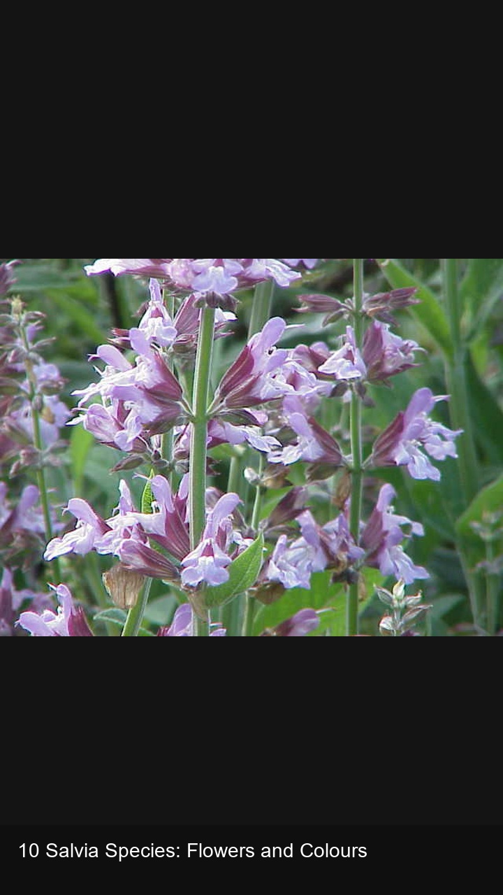 10 Salvia Species: Flowers and Colours — 2:3