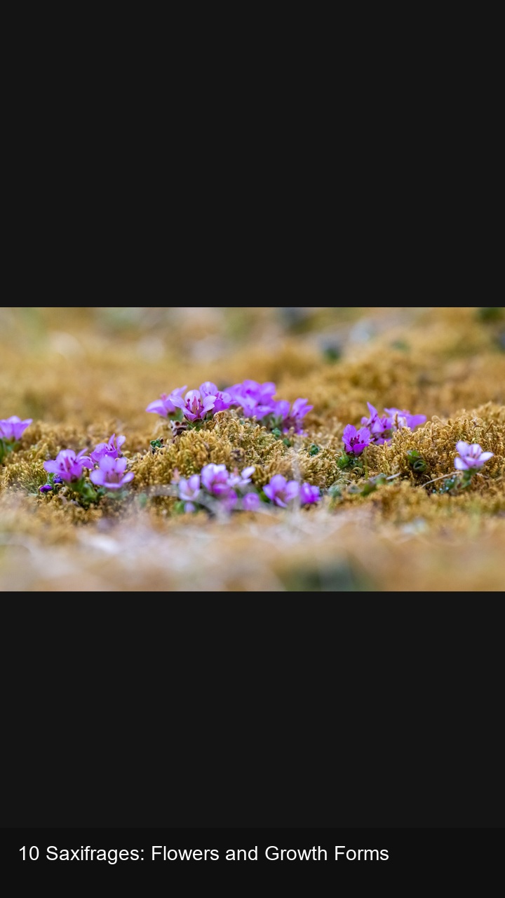 10 Saxifrages: Flowers and Growth Forms — 2:3