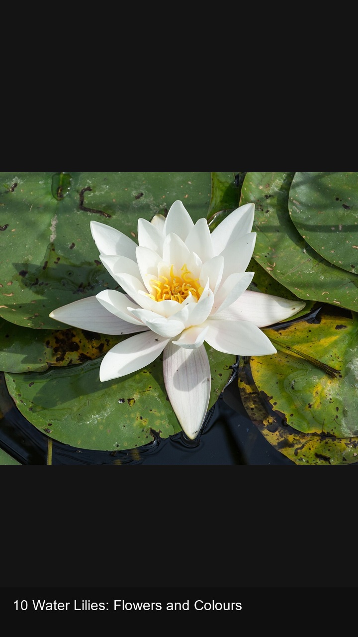 10 Water Lilies: Flowers and Colours — 2:3