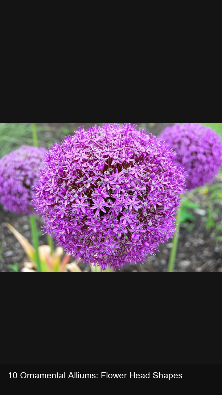 10 Ornamental Alliums: Flower Head Shapes